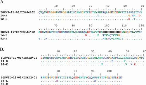 Figure 4. (a) Alignment of Ab14 and Ab92 heavy chain V region to germline sequences IGHV3-11*06 and IGHJ4*02. Identities are represented as dots, SHM substitutions are shown. V(D)J junction represented as Xs. (b) Alignment of Ab14 and Ab92 light chain V region to germline IGKV1D-12*01 and IGKJ2*01