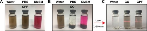 Figure 4 The dispersibility and stability of GPF (A), GO (B), and the Tyndall effect of GO and GPF (C).Abbreviations: DMEM, Dulbecco’s Modified Eagle’s Medium; GO, graphene oxide; GPF, GO-poly-l-lysine hydrobromide/folic acid.