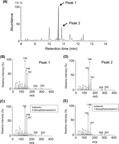 Figure 3. GC-MS analysis of methanol extract from suspension cultured rice cells treated with cholic acids. (A) Total ion chromatogram of the methanol extract. (B) Mass spectrum of peak 1. (C) Mass spectrum of authentic 2-deoxyphytocassane A. (D) Mass spectrum of peak 2. (E) Mass spectrum of authentic 1-deoxyphytocassane C.