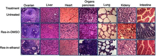 Figure 5 H & E staining showed neither cell death nor morphological alteration in the noncancerous ovarian tissues and the tissues of the heart, liver, spleen, lungs, kidneys and intestine of the tumor-bearing rats without drug treatment (Untreated), treated by Res-in-DMSO or Res-in-Ethanol.Abbreviation: Res, resveratrol.