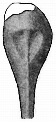 Fig. 5  Esca of Melanocetus rossi (after Balushkin & Fedorov Citation1981).
