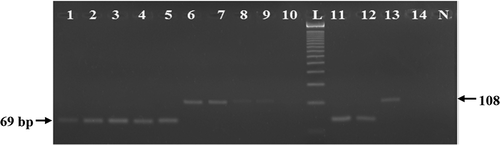 FIGURE 5 Comparative stability analysis of a shorter (69 bp; developed in this study) (Lanes 1–5 and 11–12) and longer (108 bp; previously documented; Lanes 6–10 and 13– 14 feline DNA targets after autoclaving (lanes 1–10) at 133°C for 30 (Lanes 1 and 6), 60 (Lanes 2 and 7), 90 (Lanes 3 and 8), 120 (Lanes 4 and 9), and 150 (Lanes 5 and 10) min under 43.51 psi and microwave cooking (Lanes 11–14) at 600 W (Lanes 11 and 13) and 700 W (Lanes 12 and 14) for 30 min. Please note that while the 69 bp was amplified under all treatments (Lanes 1–5 and 11–12), the 108 bp target was not detected after 150 min of autoclaving (Lane 10) and microwaving at 700 W for 30 min (Lane 14).