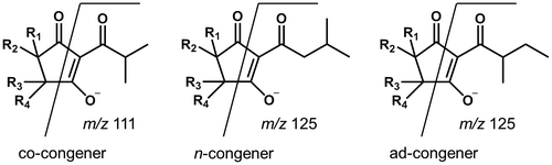 Fig. 4. Common fragmentation patterns of iso-α-acid derivatives by MS/MS analysis.