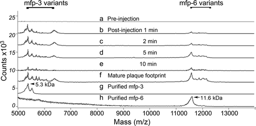 Figure 3. Mass analysis of proteins in the distal depression during plaque formation induced by stimulating the pedal nerve. (a) pre-injection swab of proteins in the distal depression; (b) 1 min post-injection swab of distal depression; (c) 2 min post-injection swab; (d) 5 min post-injection swab; (e) 10 min post-injection swab; (f) proteins of a mature plaque footprint; (g) purified mfp-3 protein variants (5.3 kDa peak mass) used in SFA experiments; (h) purified mfp-6 variants (11.6 kDa) used in SFA experiments. Note absence of mfp-5 (9.5 kDa) which requires much higher laser power to desorb during analysis by MALDI. Adapted from Yu et al. (2011b). © Nature Publishing Group.