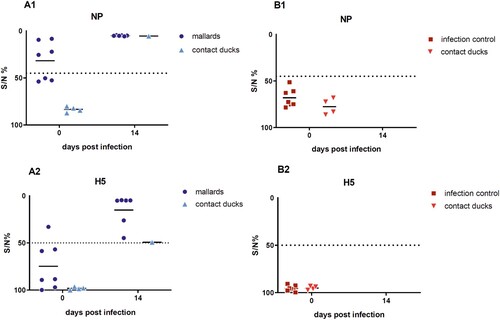 Figure 3. Results of the competitive ELISA kits showing NP- and H5-specific seroconversion of the seropositive mallards and one contact duckling that survived a challenge infection with HPAIV H5N8B (A) and of the seronegative Pekin ducks serving as infection control group with contact ducklings (B). Lines represent the median. Inhibition of less than 45% for NP and of 50% for H5 is regarded as seropositive. NP = Nucleoprotein.