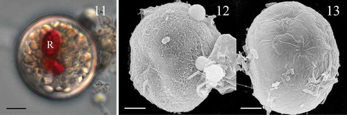 Figs 11–13. Scrippsiella plana, cysts produced in culture (strain SSFC13). Fig. 11. LM of living cyst showing a red body (R). Fig. 12. SEM of cyst showing fine filament ornamentation. Fig. 13. SEM of cyst showing smooth surface. Scale bars = 5 µm.