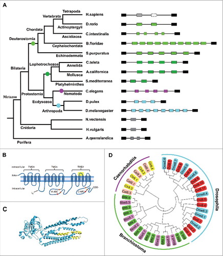 Figure 1. Exon duplication is conserved across invertebrate and vertebrate MRPs. (A) Origin and evolution of exon duplication in MRPs. This phylogenetic tree illustrates the relative positions of the organisms examined here and is provided as a quick reference for taxonomic relationships.Citation46 Exons that are duplicated in tandem are shown in different colors, based on the size of the duplicated exon. Exons that are the same color are homologous. Lost exons are indicated by a dashed box. Independent exon duplication events are indicated by solid circles. Phylogenetic analysis indicates that exon duplication may have occurred before the split of the Bilaterians, over 600 million years ago. (B) Schematic illustration of MRP domain. The regions in yellow are encoded by alternative exons. Brown squares indicate the Walker A and Walker B motifs of the ABC superfamily. Pentagrams indicate the positions of thiolester motifs. (C) Tertiary structure model of MRP. The hypervariable regions (shaded in yellow) are encoded by alternative exons. (D) The independent origin of MRP exon duplications in the basal chordate Branchiostoma, nematodes, and insects. See Table S1 for explanation of abbreviations.