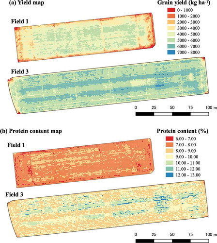 Figure 7. Maps of predicted (a) grain yield and (b) protein content for Field 1 and Field 3. The yield was predicted using the EVI2-based linear regression model and protein content using the reflectance-based RF model