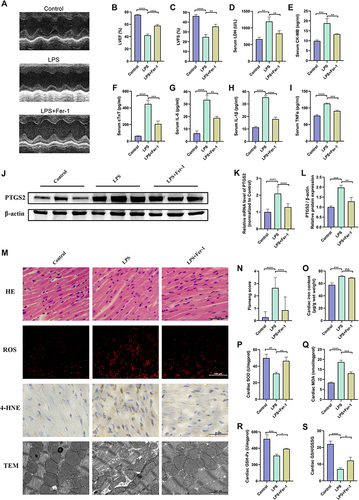 Figure 5 Altered ferroptosis features in LPS-induced mouse septic myocardial injury model. Male BALB/c mice (8–10 weeks old) were treated with LPS (10 mg/kg) for 24 hours in the presence or absence of Fer-1 (5 mg/kg) pretreatment, while the sham-operated controls received an equal volume of PBS, followed by subsequent experiments. Cardiac function evaluated by echocardiography in each group (A), quantified as (B) left ventricular ejection fraction (LVEF), (C) left ventricular fractional shortening (LVFS%) (N = 3 per group). Serum levels of (D) LDH, (E) CK-MB, (F) cTnT, (G) IL-6, (H) IL-1β, (I) TNF-α in each group (N = 3 per group). (J) Representative Western blotting bands of PTGS2. Quantification of (K) mRNA and (L) protein expression levels of PTGS2 in the left ventricular myocardium in each group (N = 9 for mRNA and N = 3 for protein per group). (M) Representative images of HE, DHE (ROS detection), 4-HNE staining and transmission electron microscopy in the left ventricular myocardium in each group (N = 3 per group). (N) Ultrastructural damage evaluated with the Flameng score method in each group. Cardiac levels of (O) iron, (P) SOD, (Q) MDA, (R) GSH-Px and (S) GSH/GSSG ratios in each group (N = 3 per group). *P < 0.05, **P < 0.01, ***P < 0.001, ****P < 0.0001, Data are presented as the mean ± SD, n ≥ 3.