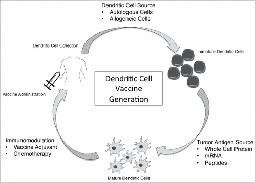 Figure 1. Dendritic Cell Vaccine Generation. DCV generation and administration is a multi-step process. A cell source for DC must be selected and DC generated, target antigen must be selected and dendritic cells exposed to the antigen for maturation, and finally DCV must be administered which can be done with concurrent immune modulators or vaccine adjuvants.