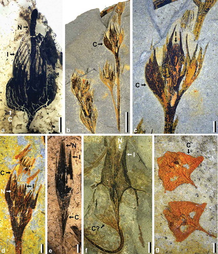 Figure 3. Diversity of ovules in the earliest spermatophytes from the Devonian of Belgium. (a): Runcaria heinzelinii Stockmans, isolated proto-ovule; (b-d), Moresnetia zalesskyi Stockmans; (b): distal part of the dichotomous seed-bearing system showing several cupules; (c,d): cupules with preserved ovules; (e): Pseudosporogonites bertrandii (Stockmans) Prestianni et al. showing its collaret cupule; (f): Dorinnotheca streelii Fairon-Demaret showing a putative collaret cupule; (g): two Condrusia rumex Stockmans specimens showing their cupule consisting of two leaf-like segments closely adpressed against each other. C = cupule; I = integument; N = nucellus. Scale bars in a, c-f: 1 mm; in b: 5 mm; in g: 2 mm.