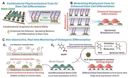 Figure 22 Schematic illustration of multifunctional GO-Au hybrid nanoelectrode arrays (NEAs) and its application for enhancing the differentiation of stem cells and monitoring the osteogenic differentiation of stem cell. (A) Investigation of the combinatorial effects of physicochemical cues on stem cell. (B) Identification of optimal biophysical cues for stem cell differentiation. (C) Enhanced electrochemical signal for monitoring osteogenic differentiation.