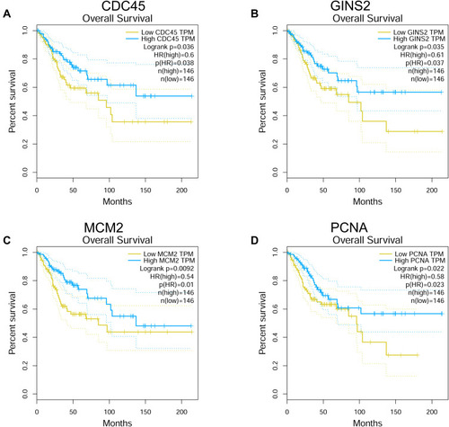Figure 7 Overall survival analysis of hub genes using the GEPIA tool. The association between the expression levels of CDC45 (A), GINS2 (B), MCM2 (C) and PCNA (D) and overall survival of the patients with cervical cancer was analysed by using the GEPIA tool.