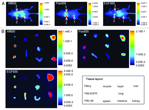 Figure 4. Optical imaging of mice bearing F98-p, F98-EGFR, and F98-vIII xenograft tumors. (A) Representative whole mouse images (dorsal view) acquired at 24 h after administration of Aff800 (left), Pan800 (center), and EGF800 (right). The white arrows indicate the tumors: 1, F98-p; 2, F98-EGFR; 3, F98-vIII. The red arrow heads indicate kidneys. Kidneys of Pan800-injected mouse were not marked as they were not visible. Note that the scales for fluorescence signal intensities are adjusted individually for each probe. (B) Ex vivo imaging of tissue distribution of mice injected with Aff800 (upper left), Pan800 (upper right), and EGF800 (lower left). The layout of different tissues is illustrated in the lower right corner.