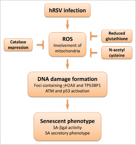 Figure 2. hRSV-induced premature senescence. Cell infection by hRSV leads to generation of ROS, including superoxide anions derived from mitochondria. The oxidative stress is sufficient to trigger DNA damage as noted by the detection of nuclear foci containing TP53BP1 (tumor protein p53 binding protein 1) and γH2AX (in presence of DNA damage, histone variant H2AX is phosphorylated on serine 139 by the ATM kinase or other kinases). Ultimately, cells develop the senescent phenotype. Antioxidants can protect against this process: N-acetyl cysteine, catalase expression or reduced glutathione decrease the oxidative stress as well as DNA damage formation.