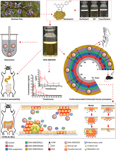 Scheme 1 Evaluation of SNEDDS for genkwanin in vitro and in vivo.