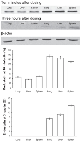 Figure 6 Amount of endostatin in tissues following a single intravenous administration of endostar or endostar-loaded PEG-PLGA nanoparticles. Protein were separated by polyacrylamide gel electrophoresis and probed with antiendostatin antibody (Western blot). The left three bands were from endostar group and the right ones from the endostar-loaded nanoparticle group.Abbreviation: PEG-PGLA, poly(ethylene glycol) modified poly(DL-lactide-co-glycolide).