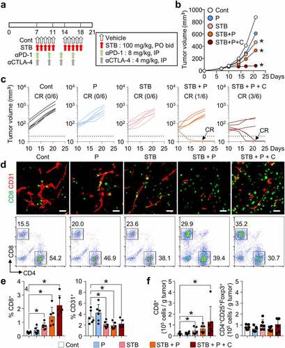 Figure 6. STB synergizes with immune checkpoint inhibitors (ICIs) to enhance cancer immunity and suppress tumor growth. Mice were subcutaneously implanted with CT26 tumor cells and treated with STB and anti-PD-1 and/or anti-CTLA-4 antibodies. (a) Diagram of the treatment schedule. Arrows indicate treatment. (b, c) Comparison of CT26 tumor growth in mice. The number of tumor-free mice (complete response, CR) is indicated for each group. (d, e) Representative images (d) and comparisons (e) of intratumoral CD8+ T cells and CD31+ tumor blood vessels. (d, f) Representative flow cytometry analysis plot (d) and comparisons (f) of CD8+ T cell and CD4+Foxp3+CD25+ (Treg) in tumor. Values are presented as the mean ±SD. *p < .05 versus control. A one-tailed Student’s t-test (b, e, f) was used. Scale bars, 50 μm