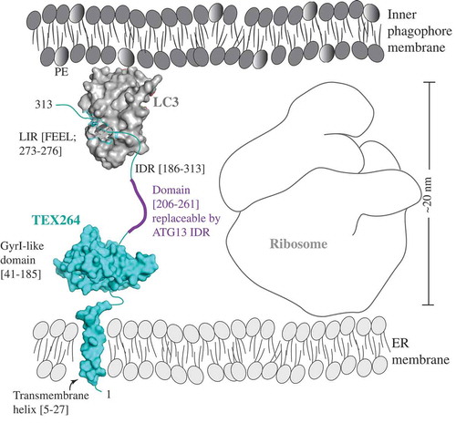 Figure 1. A model of the reticulophagy receptor TEX264 (teal) attached to the ER membrane via the transmembrane helix (residues 5–27). The gyrase inhibitor (GyrI)-like domain (residues 41–185) of TEX264 is followed by the IDR (residues 186–313) that binds via the LIR motif (F273EEL) to LC3 (gray), which is conjugated to PE at the inner phagophore membrane. The ribosome size of approximately 20 nm creates the spatial gap between the ER and inner phagophore membrane. The IDR of the small molecule TEX264 is essential for bridging this gap and for the function of TEX264 as a reticulophagy receptor. The length of the IDR linker (residues 206–261), rather than the specific amino acid sequence, is a critical factor, as shown by the finding that this segment of the TEX264 IDR is functionally replaceable by the ATG13 IDR (residues 191–248). To visualize the LIR-LC3 complex, the crystal structure of LC3 bound to the LIR of SQSTM1 was used (PDB ID: 2ZJD). The transmembrane helix and GyrI-like domain of TEX264 have been modeled using the Phyre2 server with 72% and 99.7% confidence by the single highest-scoring template c3a0hJ and d1jyha, respectively.