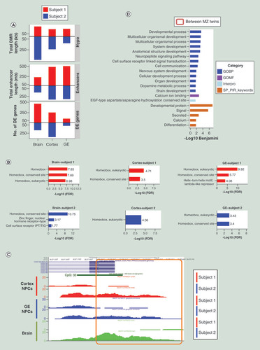 Figure 7. Epigenetic and transcriptional differences between monozygotic twins arise early in fetal brain development. (A) Total DMR length (top panel), number of enriched bases in enhancers (middle panel) and number of differential expressed genes (bottom panel) between MZ twins. Subject1-specific hypomethylated DMRs/enhancers and upregulated genes were shown in red, and Subject2-specific ones were shown in blue. (B) DMRs between MZ twins in three tissue and cell populations from GREAT [Citation61] functional enrichment analysis all showed enrichment in Homeobox protein domains. (C) UCSC genome browser MeDIP-seq tracks showed hypermethylation in Subject2 compared with Subject1 at the promoter region of CCDC169 in dissected brain tissue as well as cortex and GE-derived NPCs. (D) DAVID [Citation57] functional enrichment analysis for genes differentially methylated in their promoters and differentially expressed between the MZ twins showed enrichment in brain developmental processes.DE: Differential expression; DMR: Differentially methylated region; FDR: False discovery rate; GE: Ganglionic eminence; GOBP: Gene ontology – biological process; GOMF: Gene ontology – molecular function; MeDIP-seq: Methylated DNA immunoprecipitation sequencing; MZ: Monozygotic; NPC: Neural progenitor cell; UCSC: University of California, Santa Cruz.