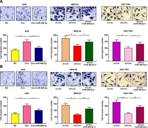 Figure 4 Circ_0001023/miR-409-3p axis regulates the apoptosis of GC cells. (A) Transwell assay confirmed that overexpressed circ_0001023 promoted the migration of AGS cells, which was partially reversed by miR-409-3p mimics. Knockdown of circ_0001023 inhibited the migration of GC cells, and miR-409-3p inhibitors partially reversed it. (B) Transwell assay validated that overexpressed circ_0001023 facilitated the invasion of AGS cells, and miR-409-3p mimics showed inhibitory effect. Knockdown of circ_0001023 can impede the invasion of GC cells, and miR-409-3p inhibitors partially weaken it. *** and *** represent p<0.05, p<0.01 and p< 0.001, respectively. # and ## represent p<0.05 and p<0.01, respectively.