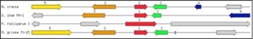 Figure 3 Graphical display of the chromosomal neighborhood of sbds genes in fungal genomes. Arrows correspond to open reading frames encoding: 2- SSU ribosomal protein S18e (S13p), 3-carboxypeptidase precursor, and 4- and 5-hypothetical proteins. 100 kbp regions are shown. Organisms are Neurospora crassa, Gibberella zeae, Plasmodium falciparum, and Magnaporthe grisea.