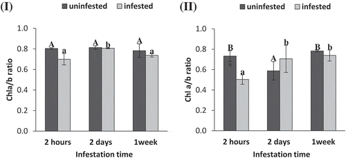 Figure 1. Chlorophyll a/b ratio of tomato (i) and maize (II) as affected by Spodoptera exigua larvae infestation after different periods of time. Each point is a mean of three replicates ± standard error. The different letters represent the statistical significance between different time periods of uninfested (a–c) and infested (a–c) plants at P ≤ 0.05. Asterisks show significant differences between uninfested and infested plants at each time period (*p < .05; **p < .01; ***p < .001).