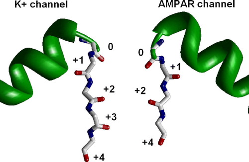 Figure 3.  Side view on the selectivity-filter region of K+ channel and the AMPA receptor channel model. Subunit at the left represents the proposed slow-inactivated conformation (Berneche & Roux [Citation2005]). Oxygen in position +1 is turned away from the pore. In the model of the AMPA receptor channel (right) one lumen-facing oxygen is lost because of deletion (see Table I). The oxygen in position 0 is involved in the intersegment H-bonds and the next one is turned away. As a result, the model has only one lumen-facing oxygen ring. This figure appears in colour in Molecular Membrane Biology online.