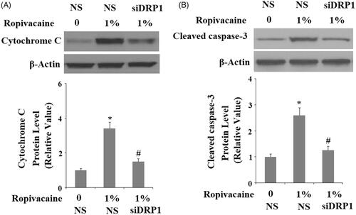 Figure 9. Silencing of DRP1 ameliorated ropivacaine-induced cytochrome C release from mitochondria to cytosol and activation of caspase-3. Human SH-SY5Y neuronal cells were infected with DRP1 siRNA Ad-virus for 12 h, followed by treatment with 1% ropivacaine for 72 h. (A) Cytochrome C in cytosol; (B) Cleaved caspase-3 (*, #, P < .01 vs. previous column group).