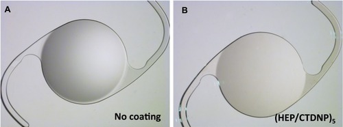 Figure 4 The stereomicroscopic images of the unmodified IOL (A) and the IOL after (HEP/CTDNP)5 coating modification (B).