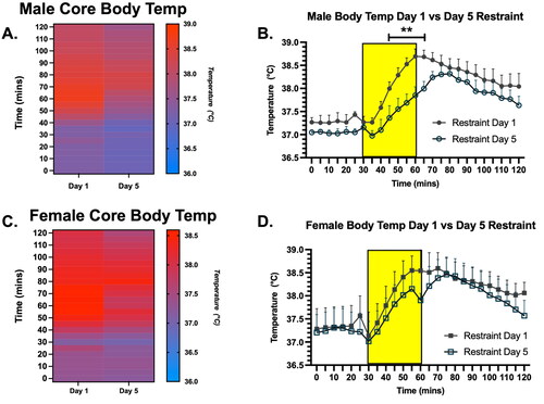Figure 2. Core body temperature in male and female rats on Days 1 and 5 of restraint, displayed in both heat map and line graph format. A. Heat map of core body temperature in male rats on Days 1 and 5 of restraint. (B) Line graph illustrating core body temperature in male rats on Days 1 and 5 of restraint (with the 30-min restraint noted as the yellow rectangle). There was a main effect of Stress Day on the core body temperature of males between Days 1 and 5. Post hoc testing revealed that core body temperature during restraint was significantly lower on Day 5 compared to Day 1 of restraint in males. (C) Heat map of core body temperature in female rats on Days 1 and 5 of restraint. (D) Line graph illustrating core body temperature in female rats on Days 1 and 5 of restraint (with the 30-min restraint noted as the yellow rectangle). There was no main effect of Stress on core body temperatures in females. This suggests males habituated more fully to restraint stress by Day 5 than females.** indicates p < 0.01.