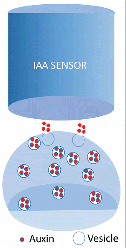 Figure 4. Plasma membrane depolarization-induces quantal IAA exocytosis from plant protoplasts probed with auxin-specific micro-electrochemical sensor.Citation43