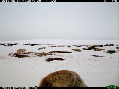 Figure 8. Photograph from a camera-trap at an Arctic fox den, 17 May 2015. A red fox is seen in the foreground, while an Arctic fox just outside a den entrance is seen in the background. An Arctic fox pair had been regularly present on this den until the appearance of the red fox seen in this photograph. No Arctic fox was recorded at this den after 18 May.