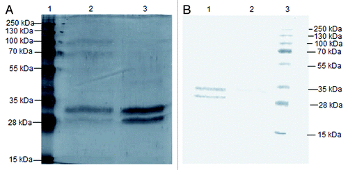 Figure 2. Recombinant protein purification. (A) SDS-PAGE analysis of the protein purified by affinity chromatography from the crude supernatant in line 2 and purified scFv protein from previously concentrated and dialyzed supernatant in line 3. Line 1 corresponds to molecular weight marker. (B) Western blotting analysis. Line 1: purified scFv protein from previously concentrated and dialyzed supernatant. Line 2: purification from the crude supernatant. Line 3: molecular weight marker.