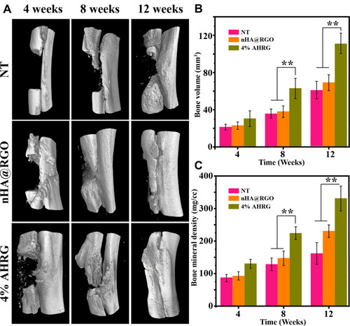Figure 10 Bone morphology examination of defect repair at different time points after implantation of AHRG material. (A) Micro CT 3D reconstruction image of the defect site, corresponding (B) Bone volume, and (C) Bone density data statistics. **p <0.01.
