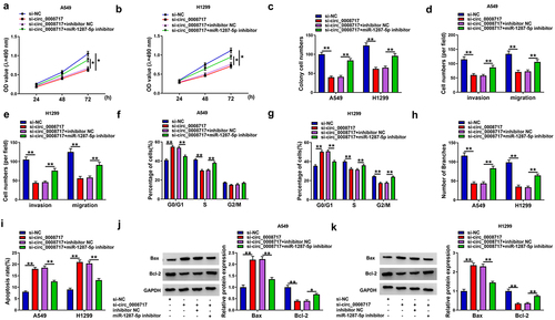 Figure 5. Silencing of miR-1287-5p attenuates the antitumor effects mediated by si-circ_0008717 in NSCLC cells. After indicated transfection, (a–c) The proliferation analysis of cells with MTT assay and colony formation assay. (d,e) Transwell assay for cell invasion and migration. (f,g) Flow cytometry for cell cycle analysis. (h) Tube formation in HUVECs by conditioned medium from indicated cells. (i) Flow cytometry of cell apoptosis rate. (j,k) Bax and Bcl-2 protein levels in cells were tested by western blot. Error bars stand for the mean ± SD of three independent measurements. *P < 0.05 and ** P < 0.01.