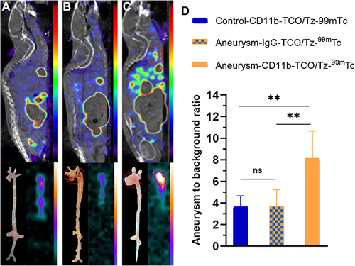 Figure 5 Validation of SPECT/CT imaging. Sagittal SPECT/CT images, dissected aortas, and ex vivo BSGI planar imaging of a control mouse (A) and AA mouse (B and C) obtained at 24 h after administration of anti-CD11b-TCO (A and C) and isotype IgG-TCO (B), and 2 h after injecting 99mTc-HYNIC-PEG11-Tz. (D) Statistical comparisons of radioactivity uptake in AA lesions or the aortic arch between groups. **Indicates statistical significance at P values of <0.01.