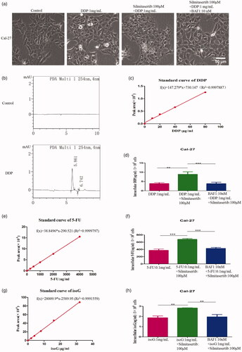 Figure 4. Silmitasertib could increase small molecule drugs intake in OSCC cells. (a) Cal-27 cells treated with 1 mg/mL DDP, 1 mg/mL DDP + 100 μM silmitasertib or 1 mg/mL DDP + 100 μM silmitasertib + 10 nM BAF1 for 4 h were observed by microscopy. (b) Peak figure of DDP was investigated by HPLC. (c, e, g) The standard curve of the drugs (DDP, 5-FU, isoG) was made with concentration as the abscissa and the peak area as the ordinate. (d, f, h) Intracellular drug (DDP, 5-FU, isoG) concentration in three groups were measured. Data are shown as mean ± SD {*p<.05, **p<.01, ***p<.001} from three replicates. Scale bar: 50 μm.