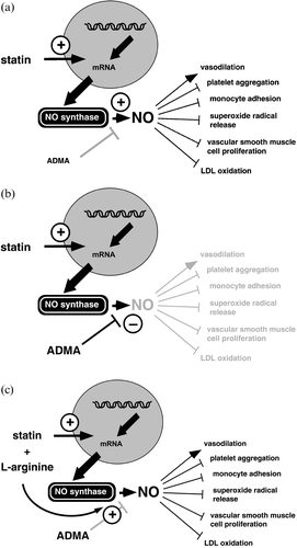 Figure 3. ADMA may modify the statins' therapeutic effects. Statins are suggested to exert at least part of their vascular protective effects via upregulation of NO synthase gene expression (a). In the presence of high circulating ADMA levels, upregulation of the eNOS's gene by statins may still result in functionally inactive enzyme, since it is inhibited by ADMA (b). Excess exogenous L‐arginine may overcome inhibition by ADMA and thus restore the statins' effects on endothelial function (c). Reproduced from Citation75.