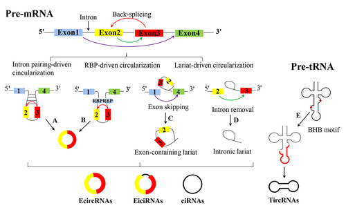 Figure 1. The schematic of existing circRNA formation models. Circular RNAs (circRnas) are primarily produced through back-splicing of exons (red arrow): a. intron pairing-driven circularization is guided by direct base pairing of the introns flanking complementary sequences or inverted repeats; b. RNA-binding protein (RBP)-driven circularization is produced through back-splicing of exons, which is mediated by RBPs that recognize intronic complementary sequences (ICSs) in flanking introns of circularized exons. In lariat-driven circularization, circRnas are formed during linear splicing: c. lariat-driven circularization facilitates the formation of an exon-containing lariat, which originates during an exon-skipping event (purple arrow); d. lariat-driven circularization facilitates the formation of intronic lariats, which are formed when an intron is removed during precursor mRNA (pre-mRNA) splicing (blue arrow). e. TircRNAs are formed when an intron is removed during precursor tRNA (pre-tRNA) splicing. EcircRNAs, exonic circRnas; eiciRNA, exon-intron circRnas; ciRnas, intronic circRnas; TircRNAs, tRNA intronic circRNA.