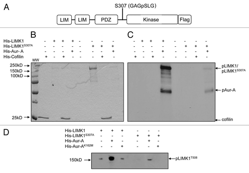 Figure 4 Aur-A phosphorylated LIMK1 at a site different than its activating phosphorylation site. (A) Phosphopeptide analysis of GST-LIMK1 after incubation with GST-Aur-A in kinase assay buffer showing phosphorylation of S307 at the linking region between the PDZ, and the kinase domain, which shows a partial motif for Aur-A phosphorylation (L at +1 position after phosphorylating residue). (B and C) Kinase assay showing loss of phosphorylation by His-Aur-A of His-LIMK1 with S307A mutation. (B) Coomassie stained SDS-PAGE. (C) Autoradiogram of the kinase assay with His-LIMK1 (0.5 µg), His-LIMK1S307A (0.5 µg), His-Aur-A (0.22 µg) and His-cofilin (1 µg). Both His-LIMK1 and His-LIMK1S307A were inactive, as no His-cofilin phosphorylated polypeptide was detected (lanes 4 and 7). While strong phosphorylation of the wild-type LIMK1 by His-Aur-A was noted (lane 4), very weak to no phosphorylation could be seen with LIMK1S307A mutant protein (lane 8), which further confirms the unique Aur-A phosphorylation site on LIMK1. (D) Phosphorylation of His-LIMK1 at S307 by Aur-A was essential for phosphorylation at T508. Immunoblot analysis of nonradioactive kinase assays using phosphospecific antibodies (pT508) showing strong phosphorylation of wild-type His-LIMK1 at T508 by His-Aur-A (lane 2), which was not noted with Aur-AK162M (lane 3). No phosphorylation at T508 could be seen when His-LIMK1S307A was incubated with His-Aur-A (lane 5). Some nonspecific signals were noted in lanes 1, 3 and 5. Data presented are representatives of at least three separate experiments.