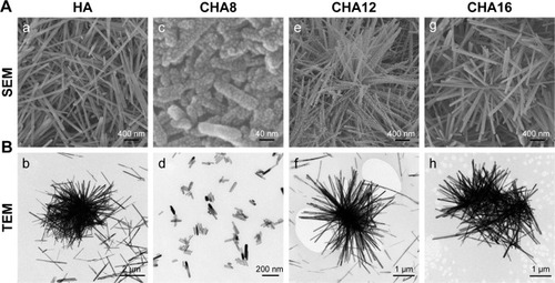 Figure 1 (A) SEM and (B) TEM images for various powders: (a, b) HA, (c, d) CHA8, (e, f) CHA12 and (g, h) CHA16.Abbreviations: CHA, carbonated hydroxyapatite; HA, hydroxyapatite; SEM, scanning electron microscopy; TEM, transmission electron microscopy.