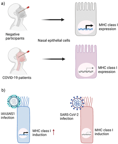 Figure 1. SARS-CoV-2 infection inhibits the expression of MHC class I in human epithelial cells. a) Comparison of MHC class I expression levels between the nasal epithelial cells from negative participants and COVID-19 patients. MHC class I is suppressed by SARS-CoV-2 infection. b) Comparison of MHC class I expression in the primary human bronchial epithelial cells (HBEpC) infected by an influenza a virus mutant strain (IAVΔNS1) and SARS-CoV-2. IAVΔNS1 infection leads to the induction of MHC class I, whereas SARS-CoV-2 infection does not induce MHC class I.