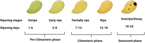 Figure 2. Different ripening stages of mangoes (Adapted from Nambi et al.).[Citation17]