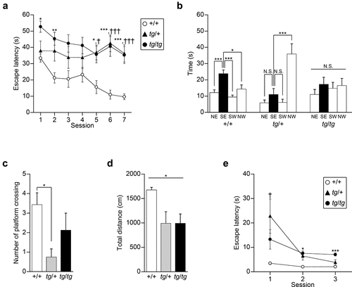 Figure 1. Acquisition and retention of spatial reference memory assessed by the Morris water maze task in tg/+ and tg/tg mice. (a) Mean escape latencies in the hidden-platform task averaged over four trials per session (n = 7 for +/+, n = 8 for tg/+, and n = 8 for tg/tg). *p < 0.05 (tg/tg vs +/+), **p < 0.01 (tg/tg vs +/+), ***p < 0.005 (tg/tg vs +/+), †p < 0.05 (tg/+ vs +/+), and †††p < 0.005 (tg/+ vs +/+). (b) Mean time spent in the four quadrants during the probe trial (n = 7 for +/+, n = 8 for tg/+, and n = 8 for tg/tg). NE, SE, SW, and NW indicate northeast, southeast, southwest, and northwest positions of the quadrants, respectively. The platform was placed in the SE quadrant (filled columns) during acquisition. N.S., p > 0.05, *p < 0.05, and ***p < 0.005. (c) The number of platform crossings during the probe trial (n = 7 for +/+, n = 8 for tg/+, and n = 8 for tg/tg). *p < 0.05. (d) The total distance during the probe trial (n = 7 for +/+, n = 8 for tg/+, and n = 8 for tg/tg). *p < 0.05 (genotype effect). (e) Mean escape latencies in the cue-platform task averaged over four trials per session (n = 7 for +/+, n = 8 for tg/+, and n = 8 for tg/tg). *p < 0.05 (tg/tg vs +/+), ***p < 0.005 (tg/tg vs +/+), and †p < 0.05 (tg/+ vs +/+). Data represent the mean ± SEM or mean + SEM.