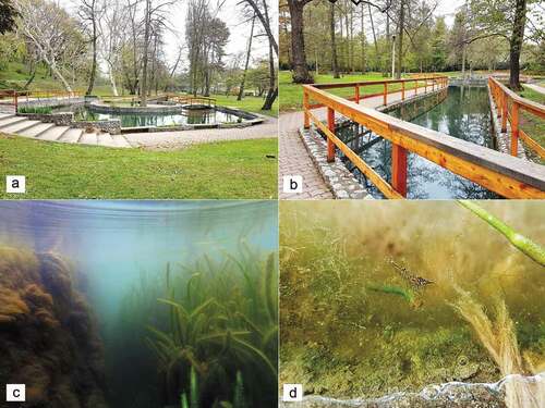 Figure 2. (a) Thermal water bodies of Miskolctapolca, (b) Békás Pond, (c) underwater vegetation of Békás Pond, and (d) N. davidi hiding in the algae