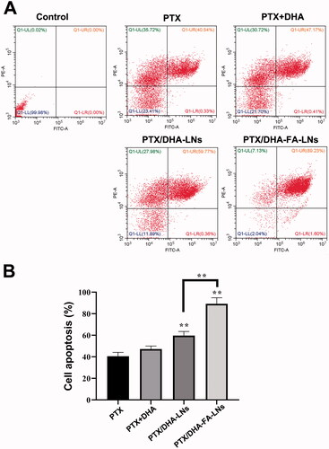Figure 7. (A) Cell apoptosis and necrosis were analyzed by flow cytometry using annexin V-FITC in combination with PI in MCF-7 cells. (B) The quantification of apoptotic and necrotic cell percentages after treatment with different formulations in MCF-7 cells (**p< .01).