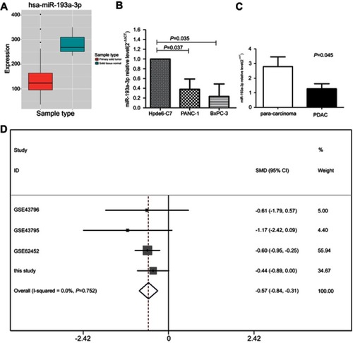 Figure 1 MiR-193a-3p expression in PDAC. (A) MiR-193a-3p expression was down-regulated in PDAC tissue in the online databases. (B) MiR-193a-3p expression in PANC-1 and BxPC-3 cells was lower than that in Hpde6-C7 cells. (C) MiR-193a-3p expression in PDAC tissues was lower than in para-carcinoma tissues. (D) Forest plot combining the GEO datasets with our qRT-PCR data showed down-regulated expression of miR-193a-3p in PDAC tissue.Abbreviations: PDAC, pancreatic ductal adenocarcinoma; GEO, Gene Expression Omnibus.