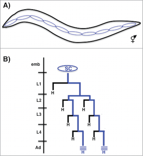 Figure 1. Seam cell division pattern. (A) Diagram of a newly hatched L1 hermaphrodite larva showing the position of 10 seam cells along the lateral midline on the left side (anterior is left, dorsal is up). (B) Diagram showing the division pattern of a representative ‘V’ class seam cell. The seam cell is specified in the embryo but does not divide. During each larval stage the seam cell divides once along the anterior-posterior axis to generate an anterior daughter that differentiates (usually as a hypodermal cell ‘H’ that joins the syncytial hypodermis) and a posterior daughter that retains the seam cell fate and the ability to divide further (blue lineage). In the early L2 stage, the seam cell divides once in a symmetric manner to generate 2 seam daughters that subsequently only divide asymmetrically. After their division in the L4 stage, the seam cells themselves exit the cell cycle and fuse homotypically to form a long syncytial seam cell that secretes the adult cuticle alae (blue lines).