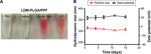 Figure S3 Stability tests.Notes: (A) Images of LDM-PLGA/PPF dispersed in PBS, saline, serum-free RPMI 1640 cell culture medium, and complete RPMI 1640 cell culture medium. (B) Hydrodynamic size and zeta potential of LDM-PLGA/PPF at different time points.Abbreviations: PLGA, poly(d,l-lactic-co-glycolic acid); PPF, PEI-PEG-FA; PEI-PEG-FA, polyethyleneimine premodified with polyethylene glycol-folic acid; PBS, phosphate-buffered solution; RPMI, Roswell Park Memorial Institute.